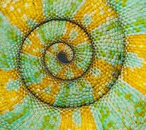 Spiral shell pattern