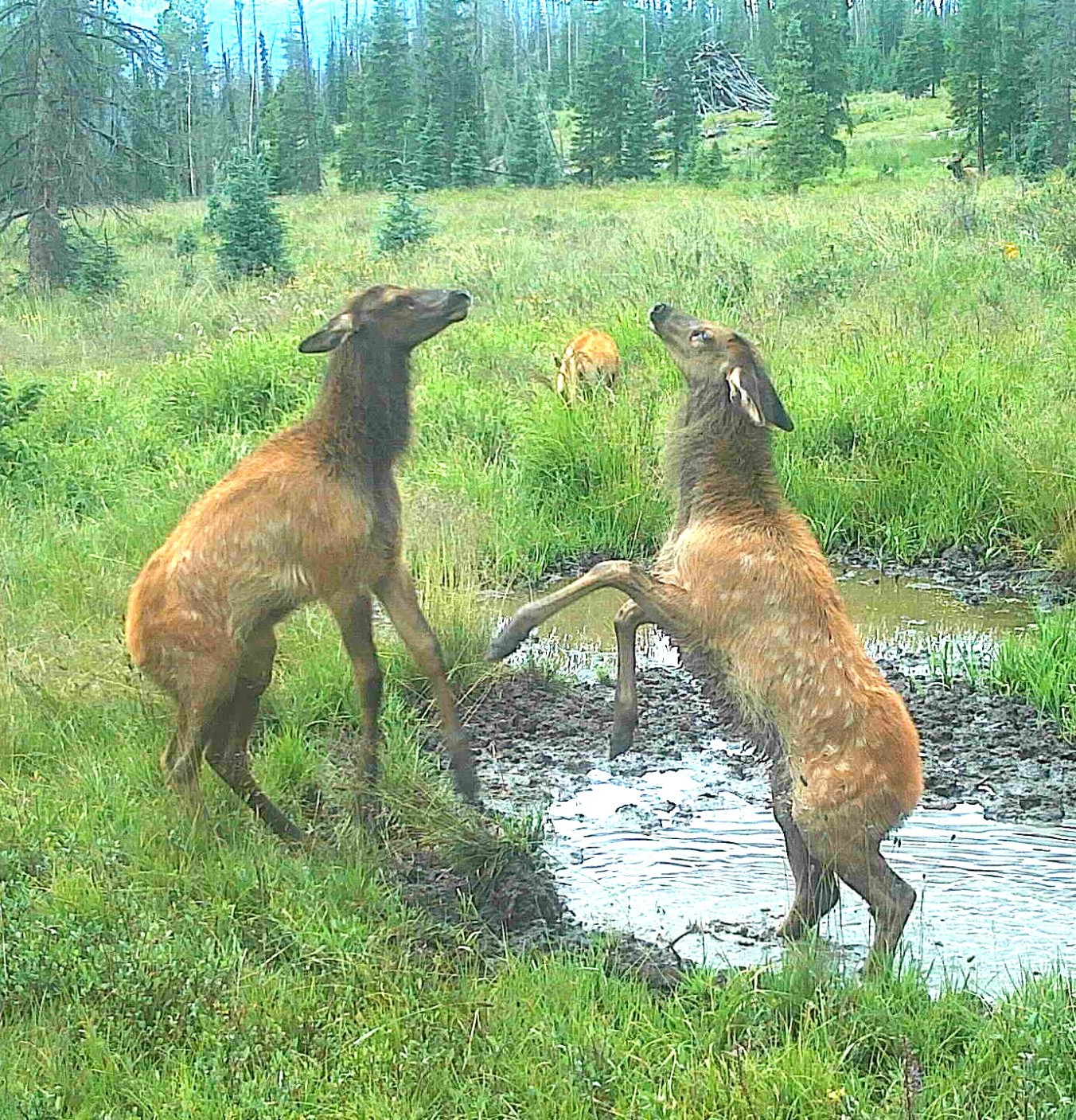 Elk calves sparring