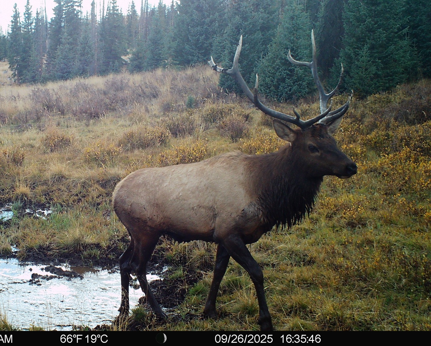 Elk leaving wallow