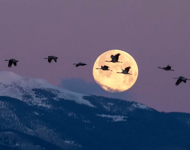 Cranes and full moon.